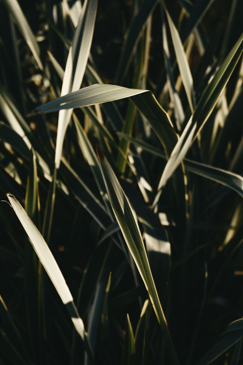 Photo d'herbes à f2